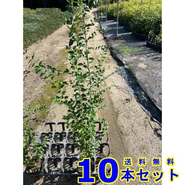 植木　苗木　生垣 プリペット (セイヨウイボタノキ)  10.5ｐ          10本    ...