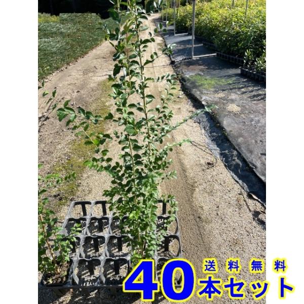 植木　苗木　生垣 プリペット (セイヨウイボタノキ)  10.5ｐ          40本    ...