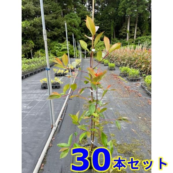 植木　苗木　生垣 レッドロビン (ベニカナメモチ) 15.0ｐ 30本 樹高0.8ｍ前後      ...