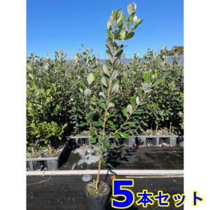 植木 苗木 生垣 フェイジョア (果樹) 15.0p 15本 樹高1.0m前後