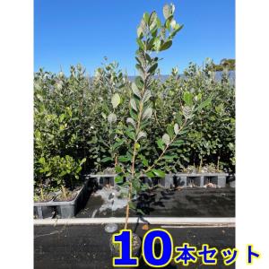 植木 苗木 生垣 フェイジョア (果樹) 15.0p 15本 樹高1.0m前後