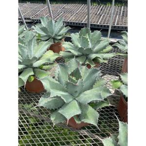植木 アガベ 多肉植物 (オバティフォリア )...の詳細画像1
