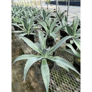 多肉植物：アガベ アメリカーナ錦 那智の輝き*幅18cm : 遊恵盆栽