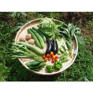 定期購入3回分　無肥料・無除草剤・無農薬　自然栽培の野菜セット（Ｍサイズ　7-8種類）　