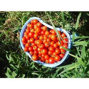 新鮮!出荷日収穫!鳥取より 自然栽培の野菜セッ...の詳細画像4