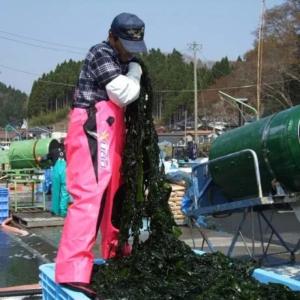 三陸産 塩蔵わかめ(小)検査一等品の詳細画像2