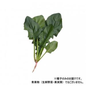 同梱・代引不可 小林種苗 ホウレンソウ種子 イナズマ11　7236　1dl