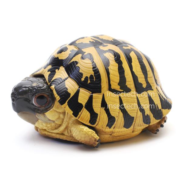 【動物の惑星】ヒガシヘルマンリクガメ フィギュア
