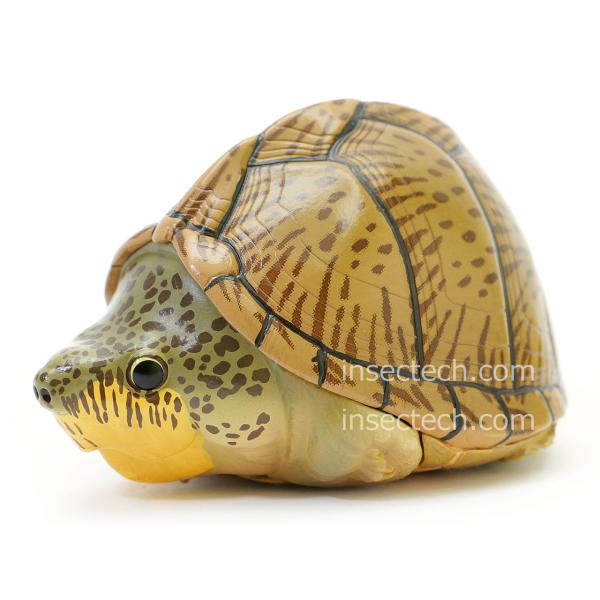 【動物の惑星】カブトニオイガメ フィギュア
