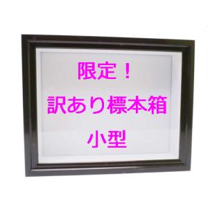 小型ドイツ型標本箱※説明文を読んで了承しました