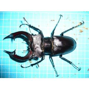 アクベシアヌスミヤマクワガタ３齢初期ペア