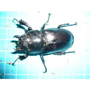 ヨーロッパミヤマクワガタ♂70mmペアの詳細画像1