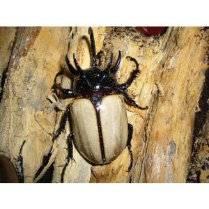 ゴホンヅノカブト３齢