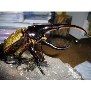 ヘラクレスヘラクレス3齢ペア