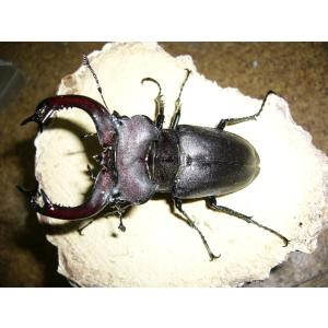 ユダイクスミヤマクワガタ♂93mmペアの商品画像