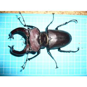 ユダイクスミヤマクワガタ3齢ペア