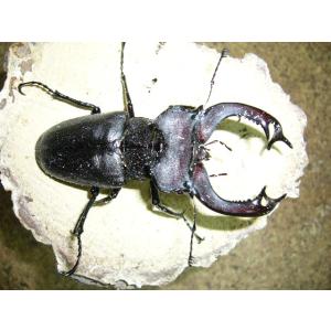 ヨーロッパミヤマクワガタ♂70mmペア : insectGreenHouse - 通販