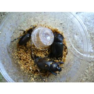 カブトキャッチャー 送料 250 1個まで カブトムシ クワガタ 昆虫採集 Ho 003 発明学会ネットショップ 通販 Yahoo ショッピング