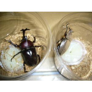 国産カブトムシ♂６５mmUPペア