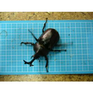 国産カブトムシ♂80mmUP特大ペア採集品
