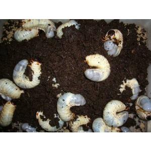 国産カブトムシ幼虫20匹