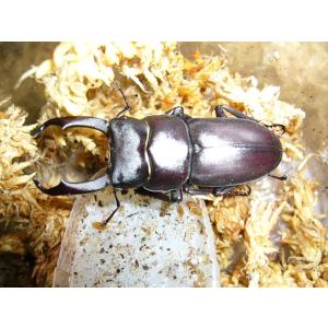 コクワガタ♂40mmUPペア