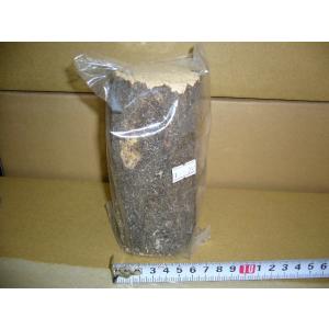 神長きのこ園製s8カンタケ800cc : insectGreenHouse - 通販