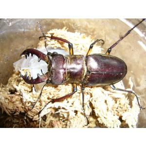 ミヤマクワガタ♂55mmUPペア