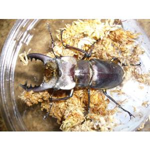ミヤマクワガタ♂60mmUPペア