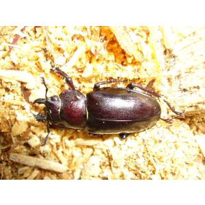 ミヤマクワガタ♀10匹