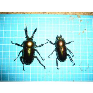ニジイロクワガタ♂５0mm〜♂５4mmペア