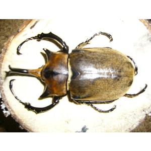 ノゲイラゾウカブト3齢幼虫ペア