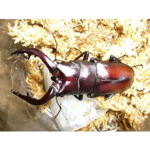 ノコギリクワガタ♂55mmUPペア