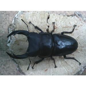 insectgreenhouse_ookuwasr8525563