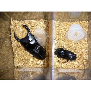 オオクワガタ能勢産YG血統♂76mm♀50mmup