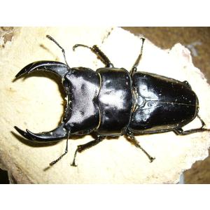 オオクワガタ能勢産YG血統♂87.5mm♀56.2mm