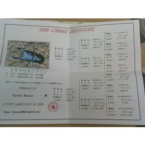 国産オオクワガタ能勢YG血統幼虫90.1X55...の詳細画像1