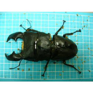 ユダイクスミヤマクワガタ♂90mm♀44mm : insectGreenHouse - 通販