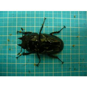 タランドゥスオオツヤ♂79mmペアの詳細画像1