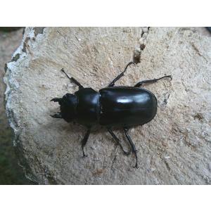 ウエストウッドオオシカクワガタ♀44mmup単品の商品画像