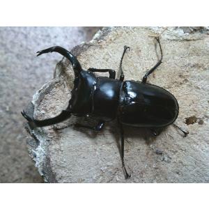 insectgreenhouse_westwoodi81