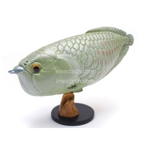 動物の惑星】アジアアロワナ（紅龍）フィギュア : インセクテック動物