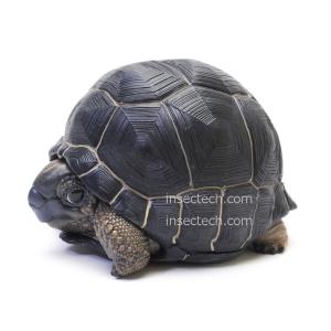 【動物の惑星】超激レアアジアアロワナplus（過背金龍）88体限定フィギュア 動物の惑星】アジアアロワナ（過背金龍）フィギュア