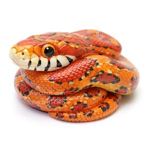 動物の惑星ジオラマシリーズ】第三弾 初回限定ゴイサギ付属