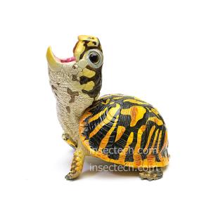 【動物の惑星】キタニシキハコガメ フィギュアの詳細画像1