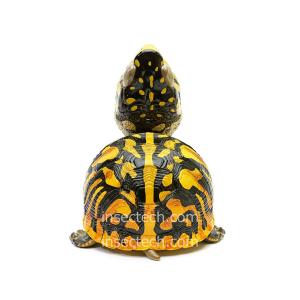【動物の惑星】キタニシキハコガメ フィギュアの詳細画像3