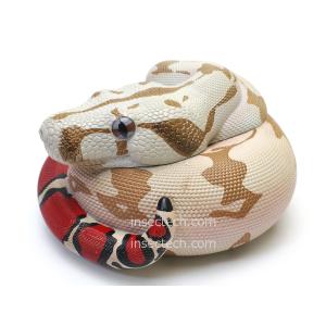 動物の惑星】ボールパイソン（バナナ）フィギュア : インセクテック