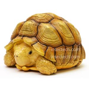 動物の惑星】ニシマツカサトカゲ フィギュア : インセクテック動物の