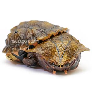 新！【動物の惑星LET'S爬体!】トウブハコガメ フィギュア