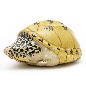 動物の惑星】フロリダカミツギガメ フィギュア : インセクテック動物の